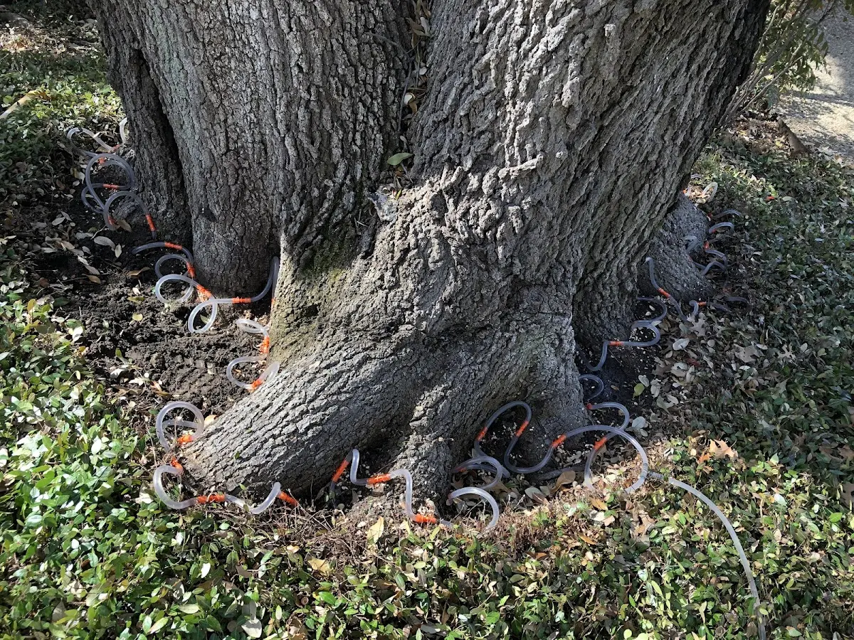 Detailed Shrub and Hedge Trimming job site in Woodbine