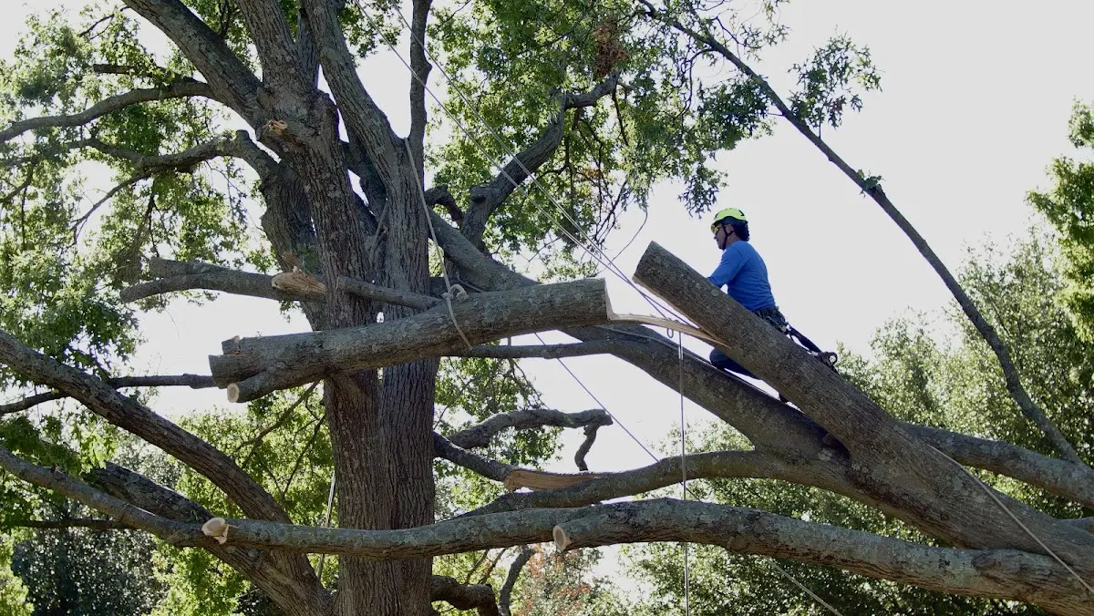 Professional Hazardous Tree Removal performed by certified arborists in Woodbine